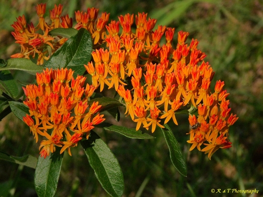{Asclepias tuberosa}